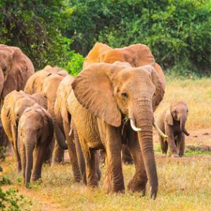 9-daagse safari Taita Hills Experience