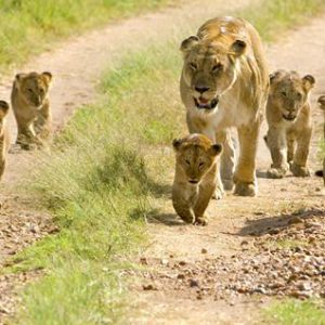9-daagse safari Selous