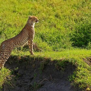 12 daagse safari Selous & Zanzibar deluxe