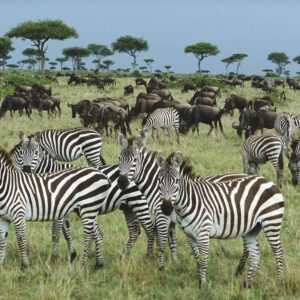 16 daagse safari Verrassend Tanzania & Zanzibar