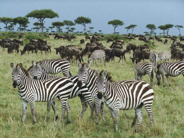 16 daagse safari Verrassend Tanzania & Zanzibar