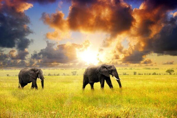 16 daagse safari Selous & Zanzibar