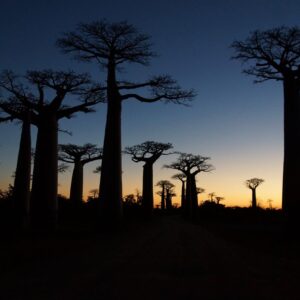 De hoogtepunten van Madagascar