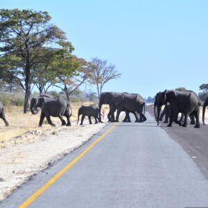 13-daagse safari de klassieke hoogtepunten van Botswana