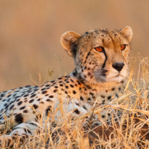 A Wildlife Adventure in Tanzania