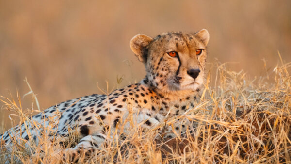 A Wildlife Adventure in Tanzania