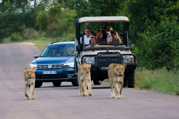 Rondreis Zuid-Afrika: Kruger Park naar Kaapstad