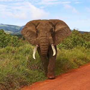 13 daagse safari het beste van Tanzania & Zanzibar