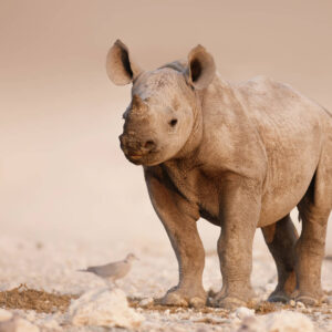 Explore Impressive Namibia