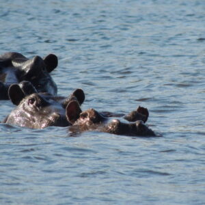 Explore Exclusive Botswana