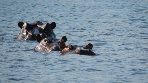 Explore Exclusive Botswana