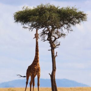 A Wildlife Adventure in Kenya