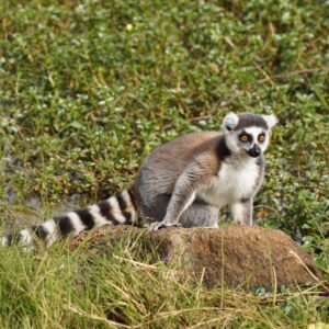 Avontuurlijk Madagascar