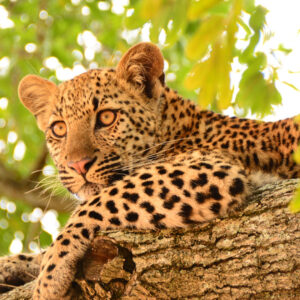 Discover Magnificent Eastern South Africa