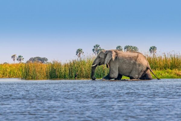 8-daagse safari naar de Victoria Falls