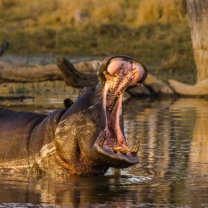 7-daagse luxe Botswana safari Chobe National Park en Okavango Delta