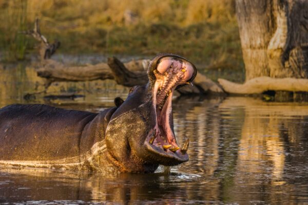 7-daagse luxe Botswana safari Chobe National Park en Okavango Delta