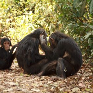 Steun de chimpansees