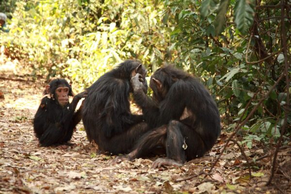 Steun de chimpansees