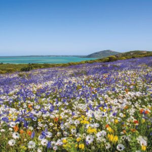 Rondreis Zuid-Afrika: De onbekende West-Kaap
