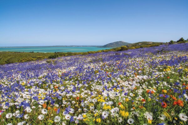 Rondreis Zuid-Afrika: De onbekende West-Kaap