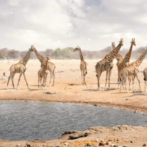 Etosha safari - 4 daagse tour