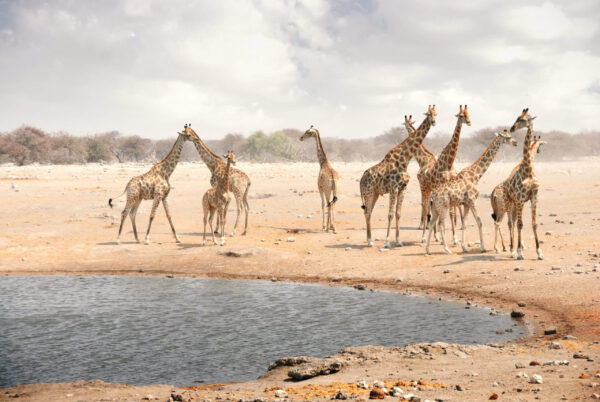 Etosha safari - 4 daagse tour