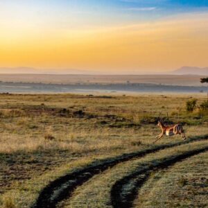Perfect Match Kenya and Tanzania