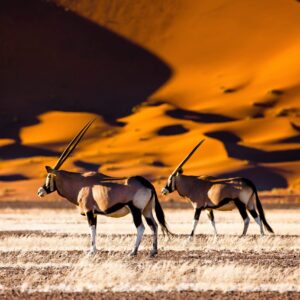13 daagse rondreis - Indrukwekkend Zuid Namibië