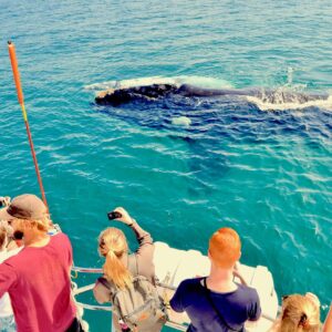 Hermanus walvissafari per boot
