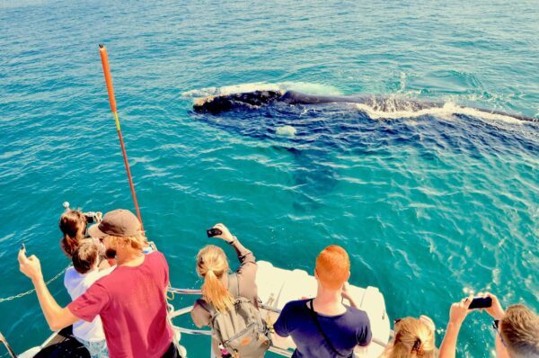 Hermanus walvissafari per boot