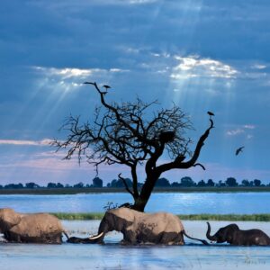 5-daagse safari Moremi en de Okavango Delta