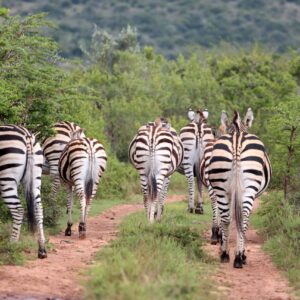 Rondreis Zuid-Afrika: Op safari in de Westkaap