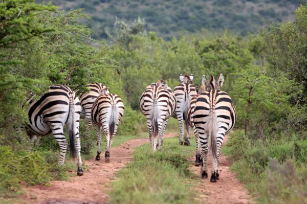 Rondreis Zuid-Afrika: Op safari in de Westkaap