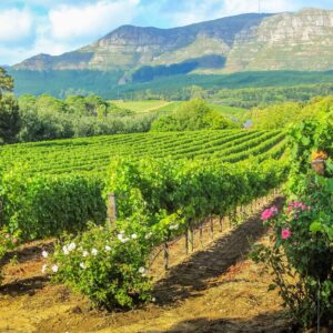 Fietstour door de wijnlanden van Stellenbosch