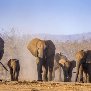 Rondreis Zuid-Afrika: Big five maar dan anders