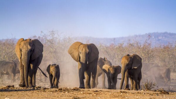 Rondreis Zuid-Afrika: Big five maar dan anders
