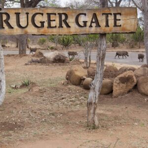 Krugerpark game drive met gids