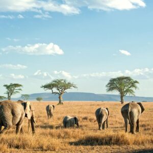 9 daagse safari Selous & Zanzibar