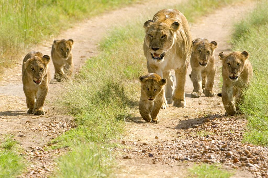 16 daagse safari Selous & Zanzibar deluxe 1 16 daagse safari Selous & Zanzibar deluxe
